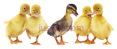 小鸭,baby duck and ducklings PNG