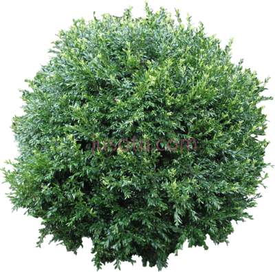 灌木,bush PNG
