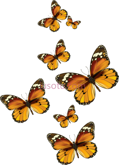 蝴蝶,butterflies PNG