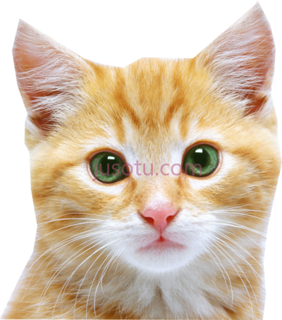 猫脸,cat face PNG