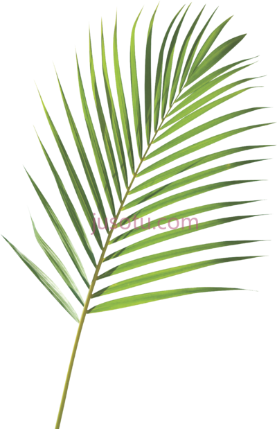 棕榈枝,royalty frond arecaceae PNG