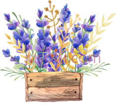 薰衣草花朵,flowers in a box PNG