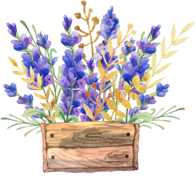 薰衣草花朵,english lavender watercolor painting flower PNG