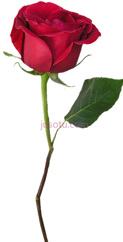 红色玫瑰,single red watercolor cards roses muse PNG