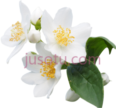 茉莉花PNG