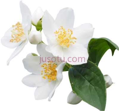 茉莉花,jasmine flower ancient wisdom dilute essential oil PNG