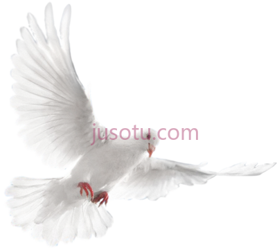 白鸽飞翔,white dove flying PNG