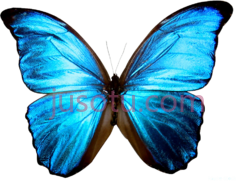 蓝色蝴蝶PNG
