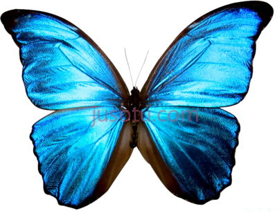 蓝色蝴蝶,butterfly sky blue PNG