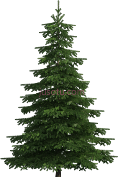 松树,realistic pine tree art PNG