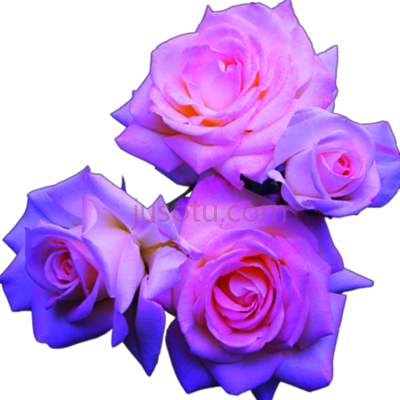 蓝色粉红色玫瑰,blue and pink roses PNG