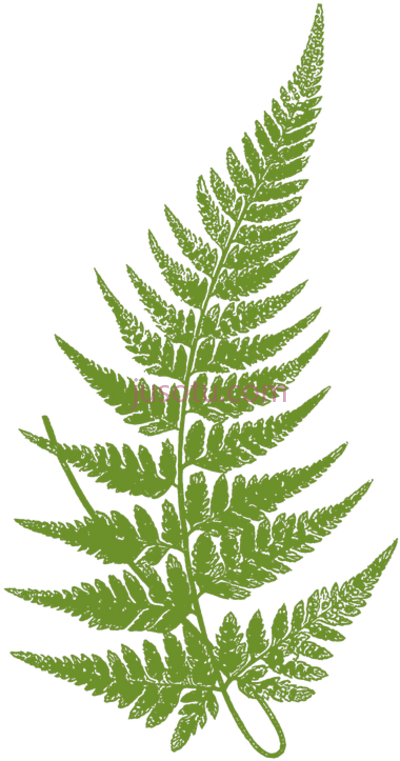 蕨类,fern leaves leaf botanical PNG