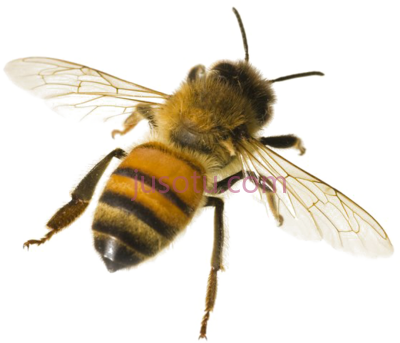 蜜蜂,bee PNG