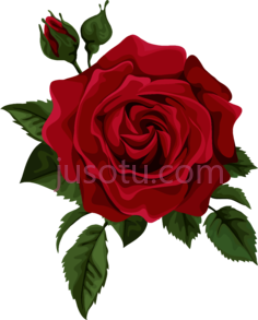 红玫瑰PNG