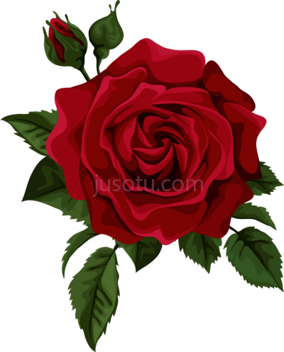 红玫瑰,red rose PNG