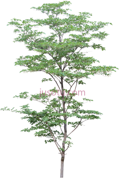 灌木,watercolor trees PNG