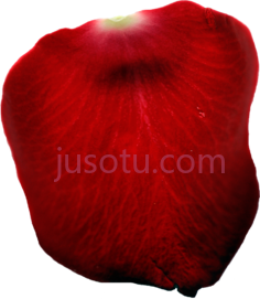 单玫瑰花瓣PNG