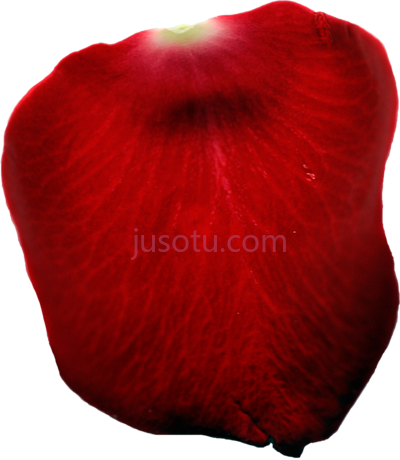 单玫瑰花瓣,single rose petal PNG