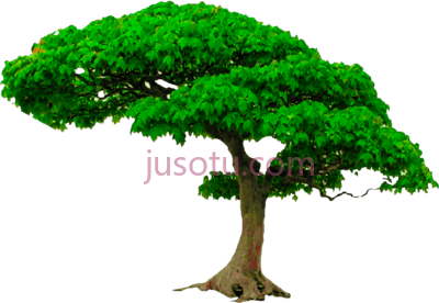 树,all new tree PNG