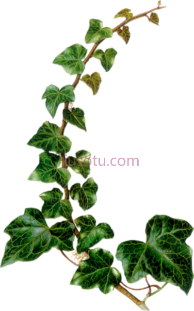 常春藤植物,ivy watercolor vintage botanical PNG