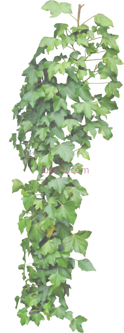常春藤,hanging ivy plants PNG
