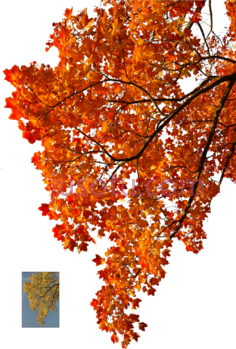 秋叶飘落,树 PNG