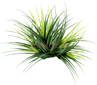 植物,plantas PNG