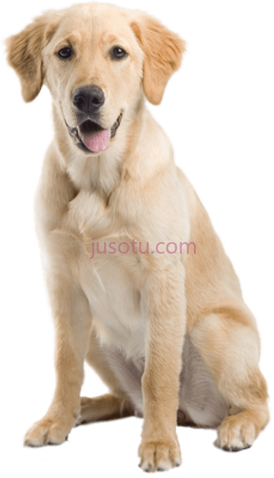 狗,dogs PNG