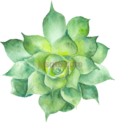 多肉水彩,watercolor succulent PNG