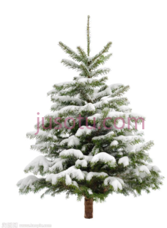 圣诞冷杉松雪PNG