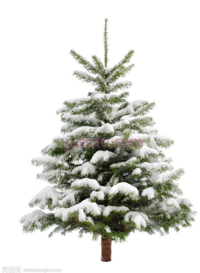 圣诞冷杉松雪,pine snow christmas fir trees PNG