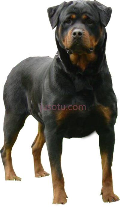 罗威犬,rottweiler dog PNG